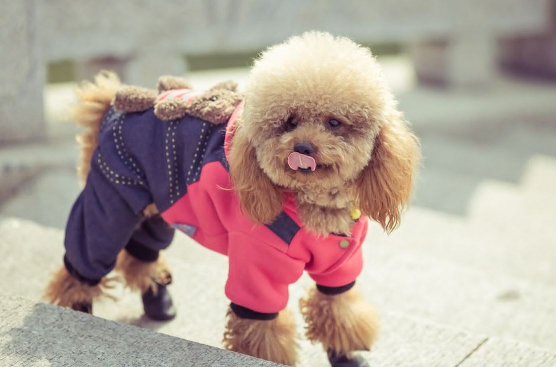 The Bark Side of Fashion: Trendy Apparel Finds at the Dog Shop